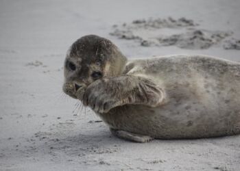 Foto (arkiv): Frank Abildgaard Sørensen.