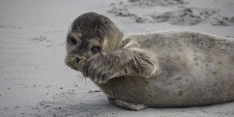 Foto (arkiv): Frank Abildgaard Sørensen.