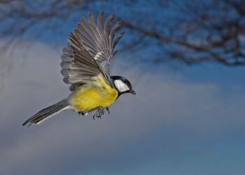 Musvit i luften. Foto: Per Finn.