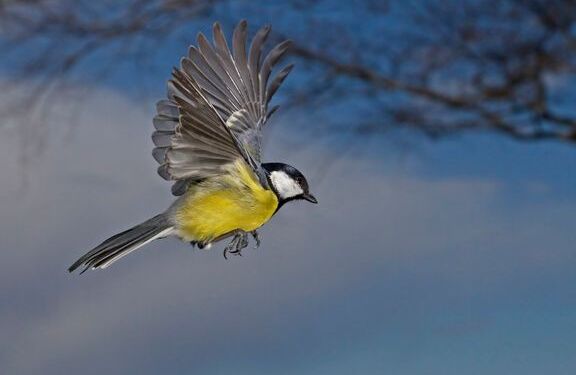Musvit i luften. Foto: Per Finn.