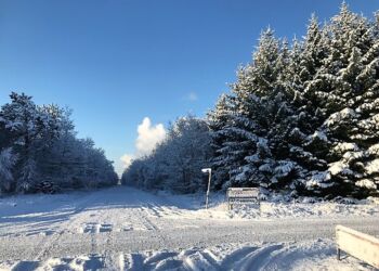 Sne i Lilleheden Klitplantage ved Kjul. Foto: Arkiv.