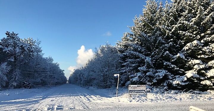 Sne i Lilleheden Klitplantage ved Kjul. Foto: Arkiv.