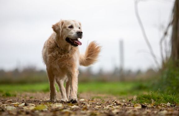 De sidste år er antallet af nye hundeejere eksploderet i Danmark. Det ses tydeligt ved Dansk Hunderegister, hvor der i 2021 blev registreret næsten 80.000 nye hunde. De mange nye hunde i gadebilledet kan dog give udfordringer advarer Dyrenes Beskyttelse. Foto: Kim Johnsen.