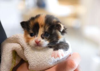 Dyrenes Beskyttelses ti internaterne er fyldt op med katte, men adaptionsfamilierne udebliver. Internatchef er bekymret for, at kattene strander på internaterne på grund af danskernes stigende leveomkostninger. Flere hundrede katte søger lige nu nye hjem.