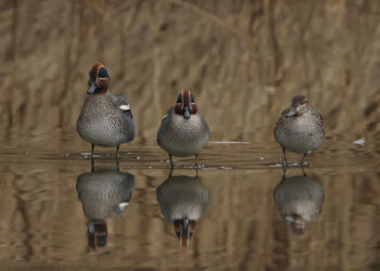 Krikænder foreviget af Frank Abildgaard Sørensen.