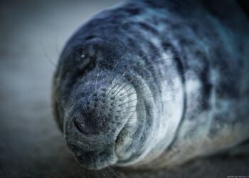 Foto (arkiv): Arturs Pirazkov.