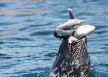 Foto (arkiv): Nordsøen Oceanarium.
