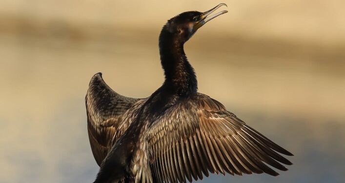 Skarv på Hirtshals Havn. Foto: Frank Abildgaard Sørensen.