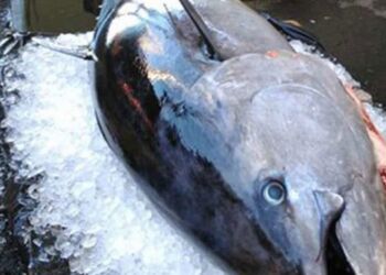 Blåfinnet tun er en af ​​de mest værdifulde konsumfisk i verden. Foto: Arkiv.