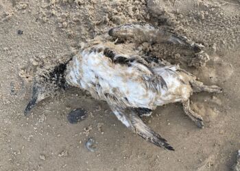 Alkefugl fundet på stranden ved Hirtshals. Foto (arkiv): Gustav Urth.