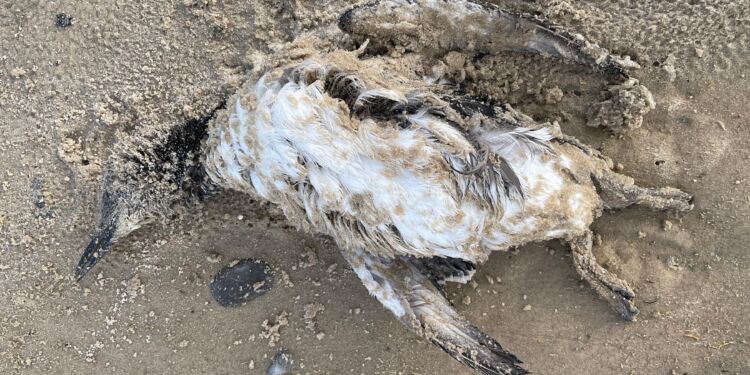Alkefugl fundet på stranden ved Hirtshals. Foto (arkiv): Gustav Urth.