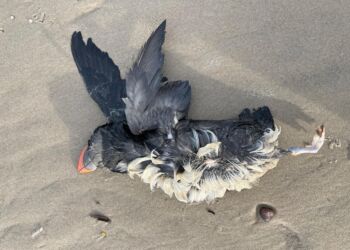 Lunde (fratercula arctica). Foto: Gustav Urth.