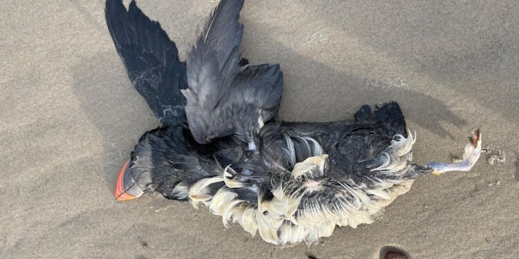 Lunde (fratercula arctica). Foto: Gustav Urth.