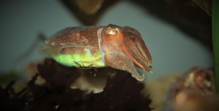 Blæksprutte. Foto: Danmarks Naturguide.