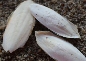 Foto: Danmarks Naturguide.