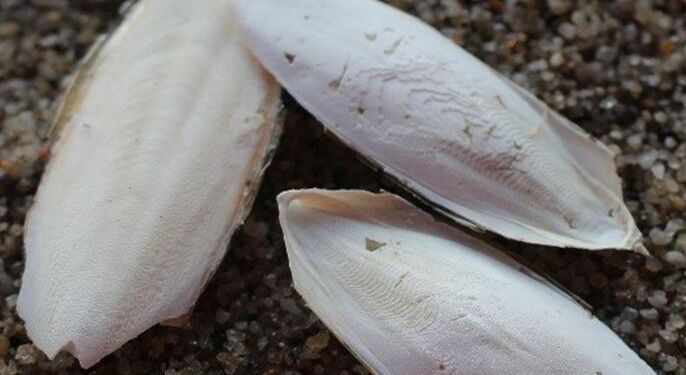 Foto: Danmarks Naturguide.