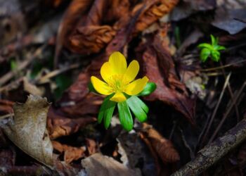 Erantis. Foto: Pixabay.