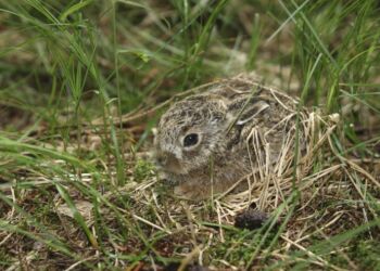 Harekillinger er nogle af forårets første dyreunger. Foto: Arkiv.