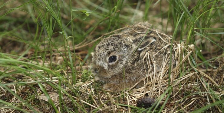 Harekillinger er nogle af forårets første dyreunger. Foto: Arkiv.