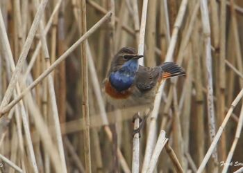 Blåhals i siv ved Varbro Å. Foto: Frank Abildgaard Sørensen.