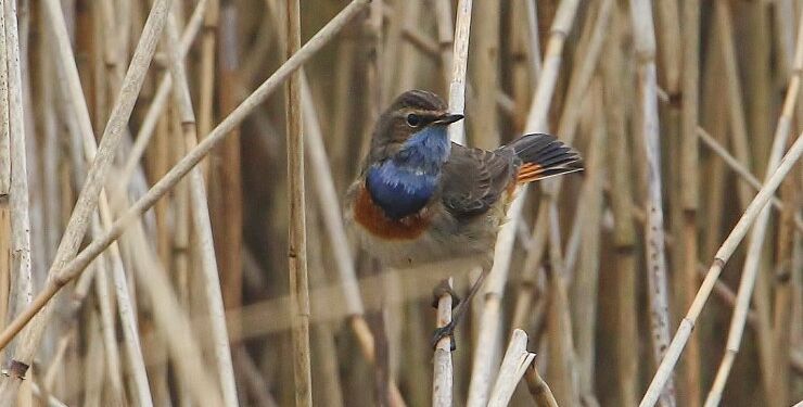 Blåhals i siv ved Varbro Å. Foto: Frank Abildgaard Sørensen.