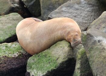 Hvalrossen i Hirtshals. Foto: Arkiv.