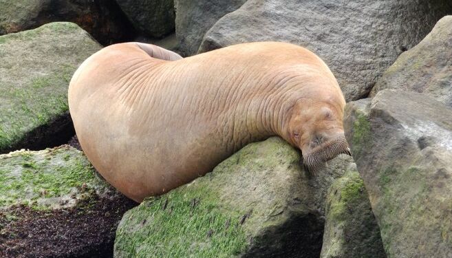 Hvalrossen i Hirtshals. Foto: Arkiv.