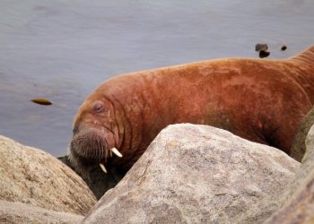 Hvalros i Hirtshals Havn. Foto (arkiv): Preben Andersen.
