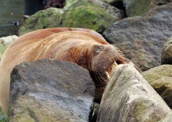 Hvalros i Hirtshals. Foto: Arkiv.
