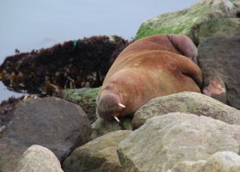 Hvalros på Hirtshals Havn. Foto (arkiv): Niels Skipper.