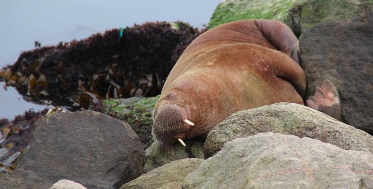 Hvalros på Hirtshals Havn. Foto (arkiv): Niels Skipper.