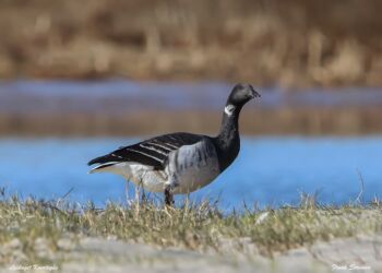 Lysbuget Knortegås ved Hirtshals Østrstand. Foto: Frank Abildgaard Sørensen.