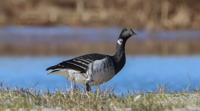 Lysbuget Knortegås ved Hirtshals Østrstand. Foto: Frank Abildgaard Sørensen.