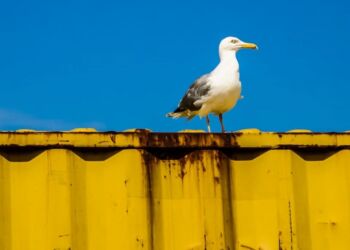 Foto: Martin Jørgensen.