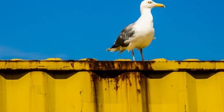 Foto: Martin Jørgensen.