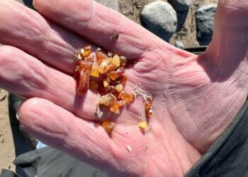 Masser af rav, men her kun små stykker. Foto (arkiv): Niels Skipper.