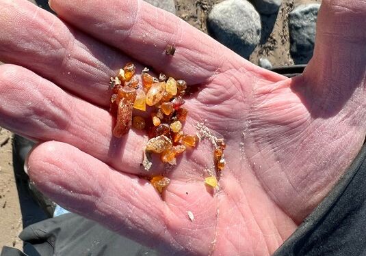 Masser af rav, men her kun små stykker. Foto (arkiv): Niels Skipper.