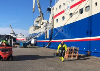 Hirtshals Stevedore losser rejer fra Regina C på Hirtshals Havn. Foto: Arkiv.