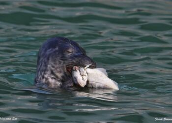 Sæl med fisk i gabet. Foto (arkiv): Frank Abildgaard Sørensen.
