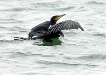 Skarven er en fredet, men omstridt fugl. Foto: Arkiv.