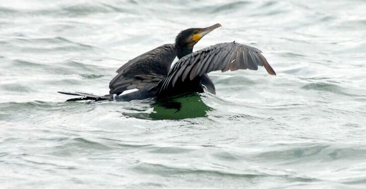 Skarven er en fredet, men omstridt fugl. Foto: Arkiv.