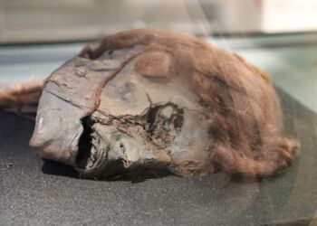 Stidsholtkvinden er udlånt fra Nationalmuseet. Foto: VHM.