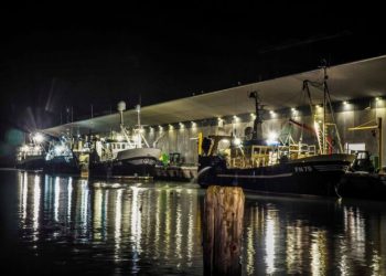 Travlhed ved Hirtshals Fiskeauktion. Foto (arkiv): Dan Sejbjerg