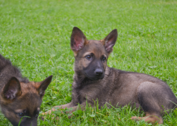 Hvalpen på billedet er ikke relateret til sagen. Der 21. marts 2022 afsagt en historisk dom i retten i Næstved. En kvinde er idømt en bøde på 90.000 kr. i en sag om uansvarlig avl af hunde. Det er første gang, at der er afsagt en dom i en sådan sag, og Dyrenes Beskyttelse er glade for at dyrevelfærd udvides til flere aspekter af dyrenes liv. Foto: Dyrenes Beskyttelse.