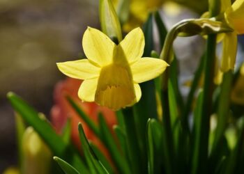 Påskeliljer. Foto: Pixabay.