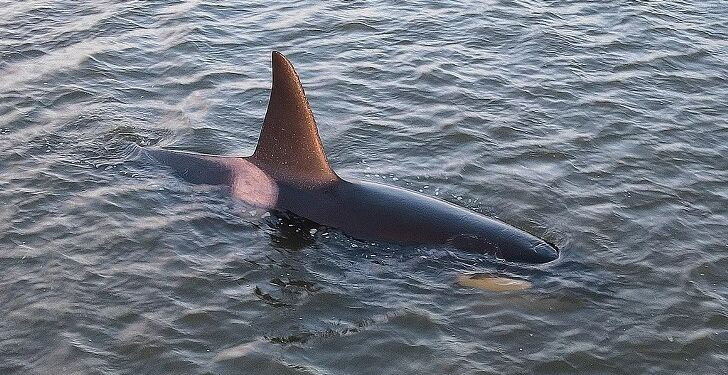 TV2 Nords fotograf fik fornøjelsen af spækhuggeren fredag aften.
Foto: Per Frank Paulsen / TV2 Nord.