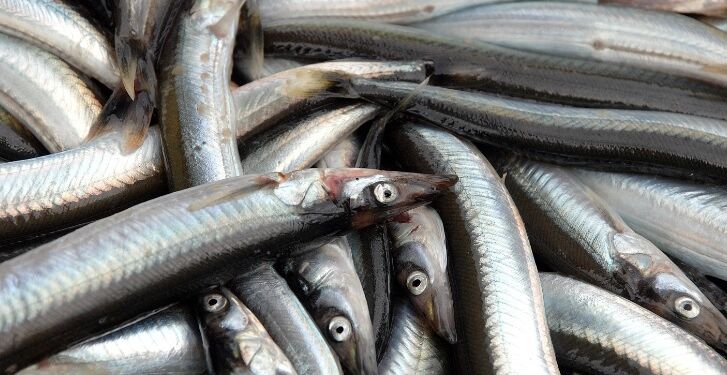 Den proteinrige fisk tobis. Foto: Arkiv.