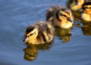 Nyligt udrugede ællinger. Foto: Pixabay.