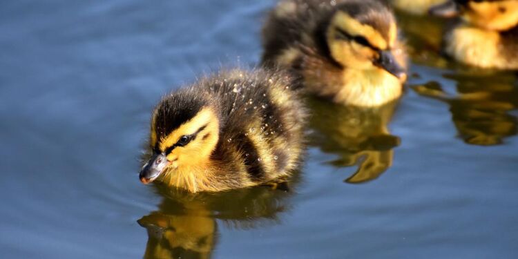 Nyligt udrugede ællinger. Foto: Pixabay.