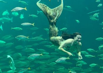 Havfrue i det store akvarium hos Nordsøen Oceanarium. Foto: Arkiv.